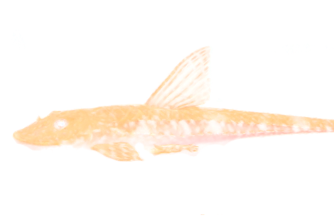 Loricariichthys