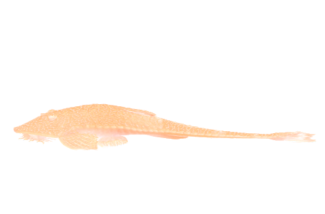 Pseudohemiodon