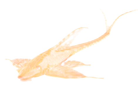 Sturisomatichthys