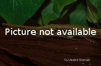 Farlowella reticulata